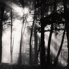 Fog and Trees