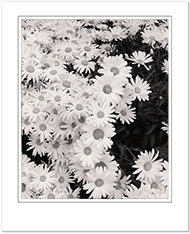 Daisies
